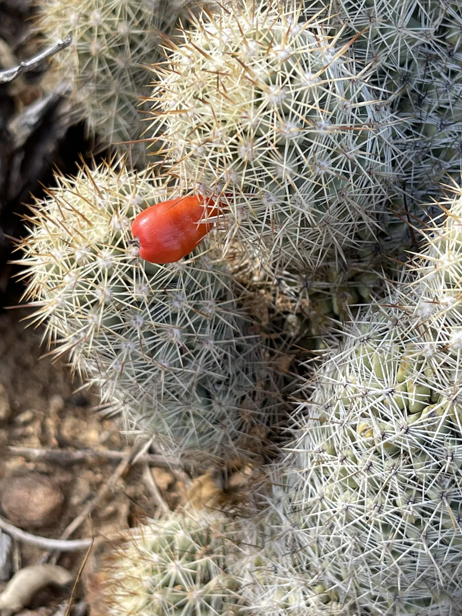 Mammillaria armillata